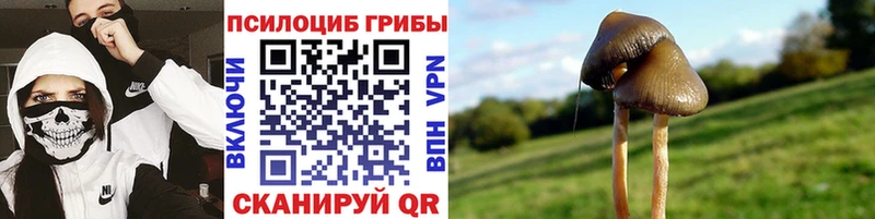 Псилоцибиновые грибы Psilocybe Смоленск